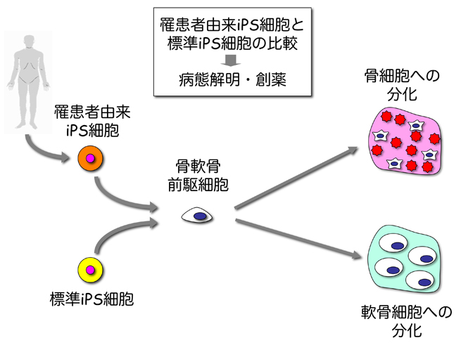 池谷グループ研究概要