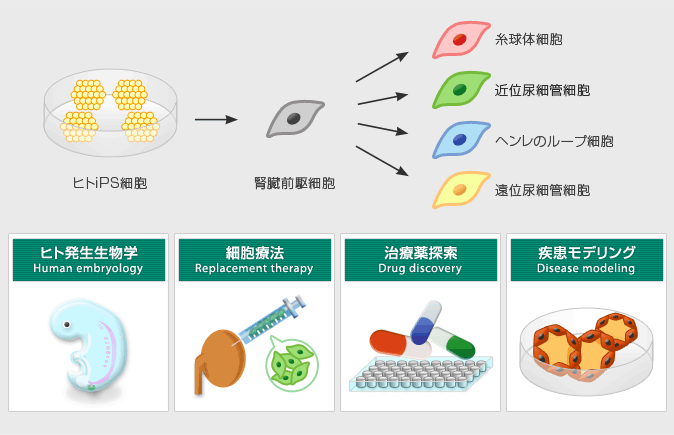 臨床応用を目指したヒトiPS細胞からの腎臓再生
