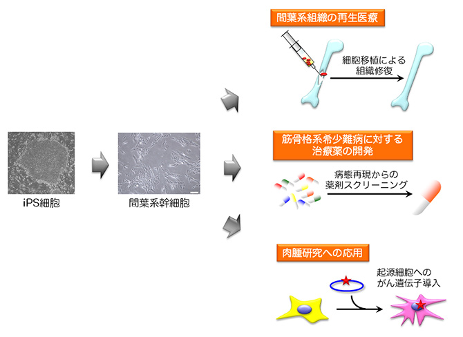 多能性幹細胞からのMSCの誘導